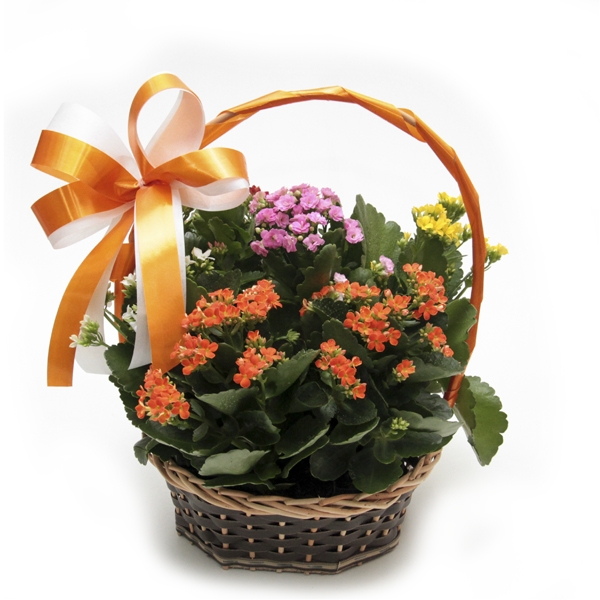 Cesta de Flores da Fortuna