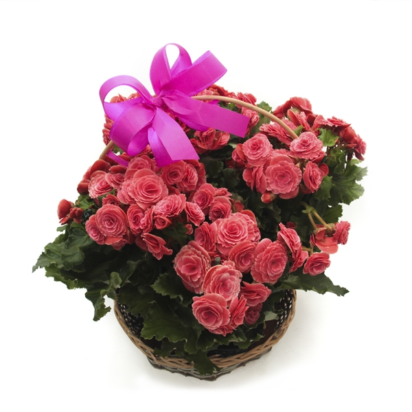 Jardim De Begônia - Cor De Rosa