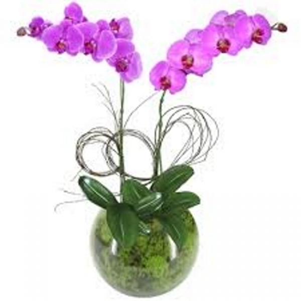 Lindas Phalaenopsis Lilas