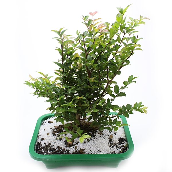Bonsai!