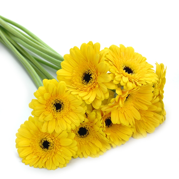 UNIDADE DE GERBERA  AMARELO- - NAO CONTEM EMBALAGEM PARA PRESENTE