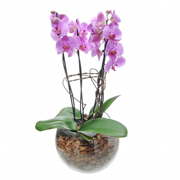 Sensacional Arranjo de Orquídea Phalaenópsis Lilás 3 Hastes