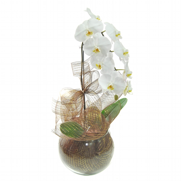 Orquidea Cascata Branca e Tela