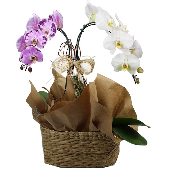Orquidea Branca E Lilas Na Cesta De Vime