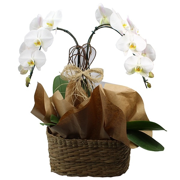 Orquidea Phalaenopsis Branca Sofisticada No Vaso