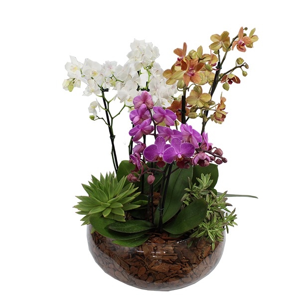 Mini Orquídea Plantada Coloridas No Vaso De vidro