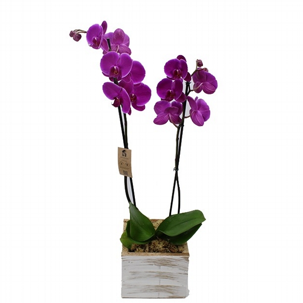 Orquidea Lilas Com Duas Hastes No Cachepo Em MDF