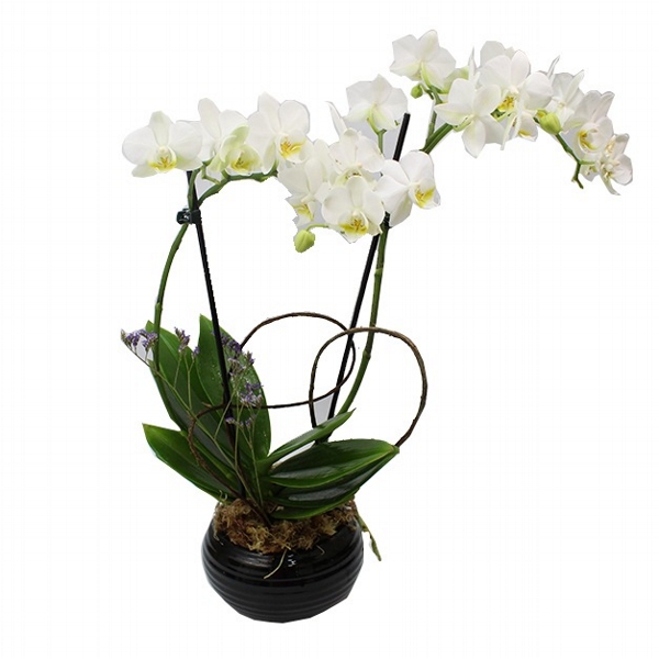Orquidea Branca Com Duas Hastes No Vaso Redondo