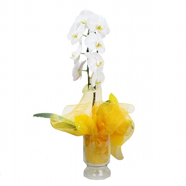 Orquidea Branca Cascata No Vaso De Vidro - Com Tela Amarela