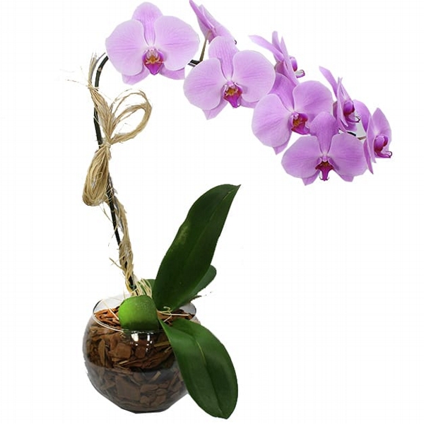 Orquidea Lilas Cascata No Vaso De Vidro Redondo