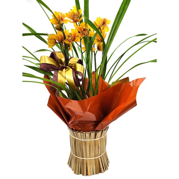 Orquídea Cymbidium Jamaica No Vaso de Vidro