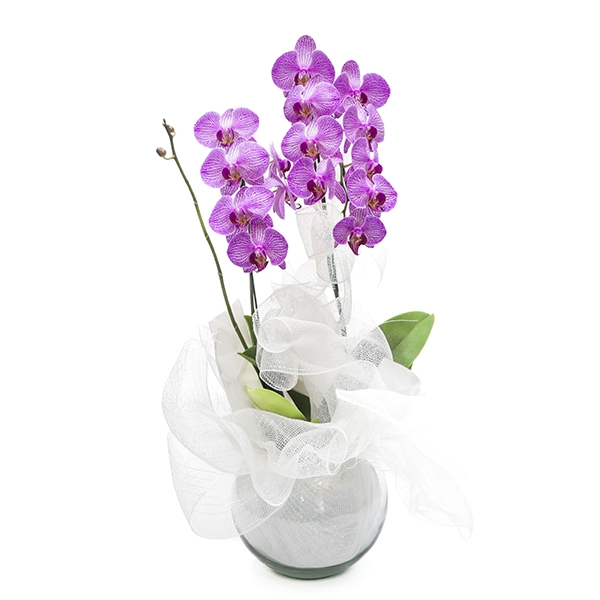 Orquídea Cascata lilás exótica duas hastes no aquário