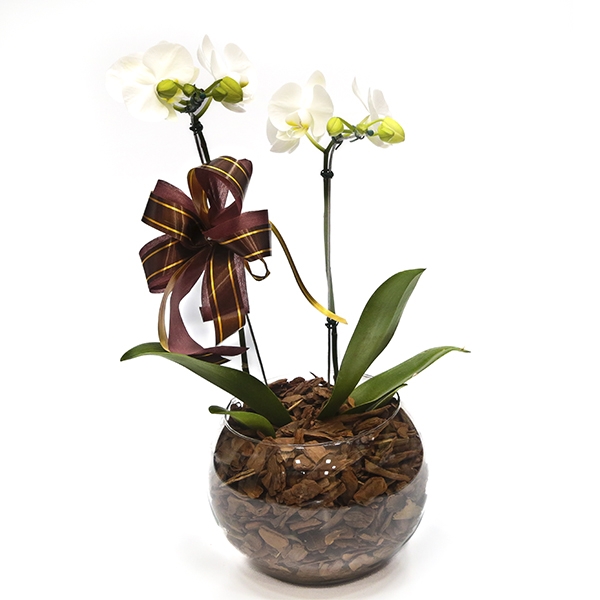 Orquídea Branca no aquário com cascalho