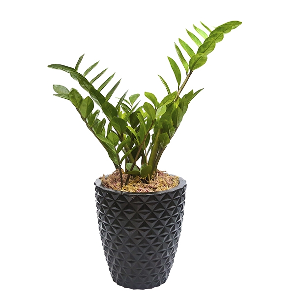 Zamioculca Plantada no vaso preto