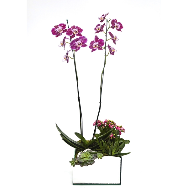 Orquídea Exótica Lilás no vaso espelhado