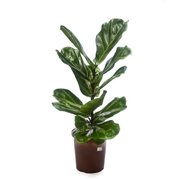 Planta Ficus Lyrata - NÃO CONTEM EMBALAGEM