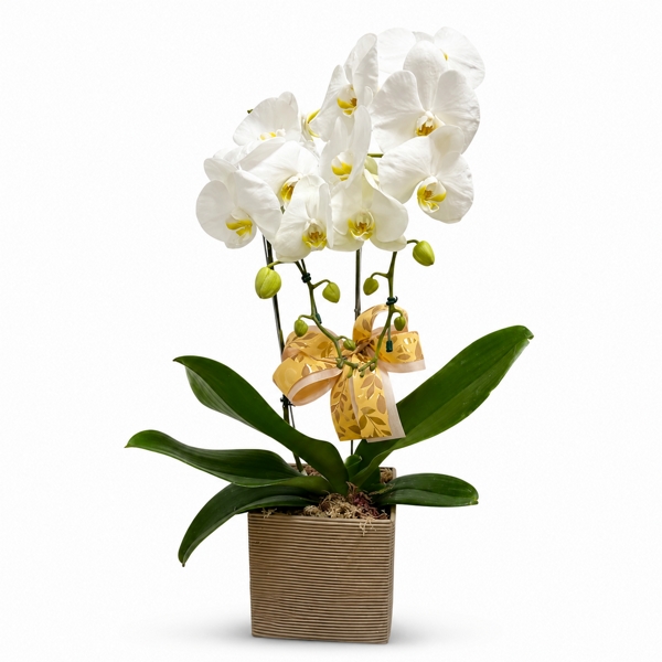 Orquídea Branca 02Hastes-