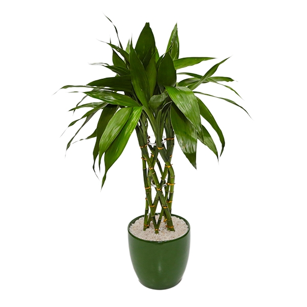 Bambu da Sorte Trançado