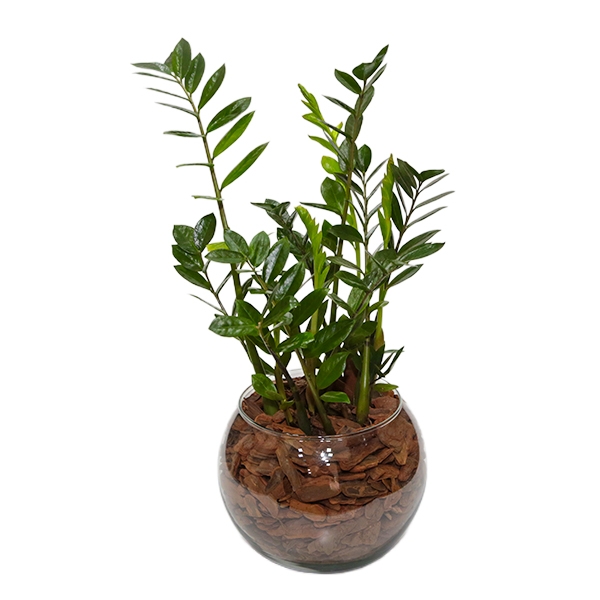 Zamioculca Plantada no Vidro