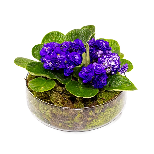 Mini Jardim de Violetas Roxas