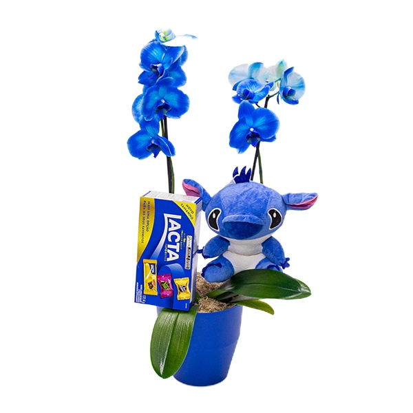 Orquídea Azul com Pelúcia e Chocolates Lacta