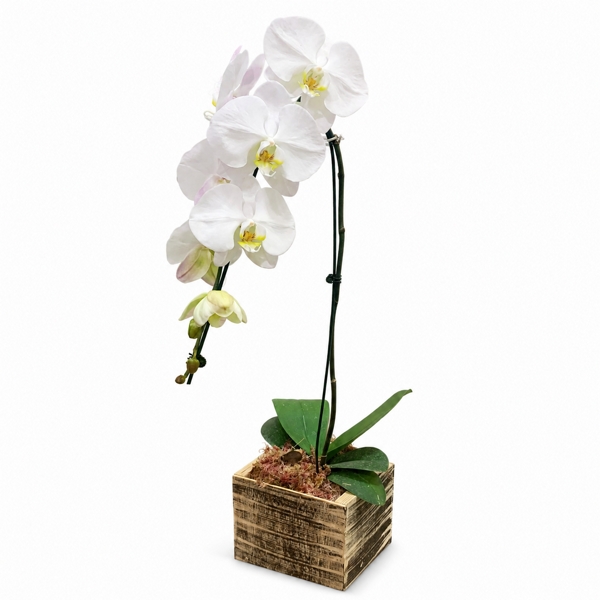 Orquídea Phalaenopsis Branca em Cachepô de Madeira Rústico