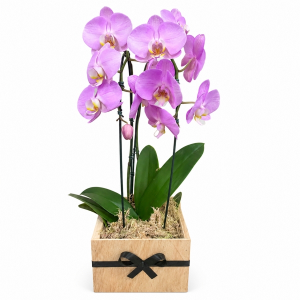 Orquídeal Lilás Sofisticada