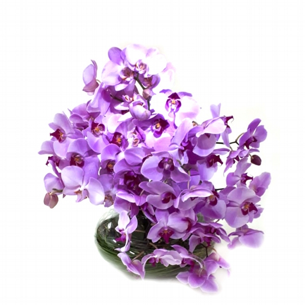 Super Arranjo De Orquideas Phaleanopsis Lilas No Vaso De Vidro